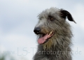 11 Windhund-Trio